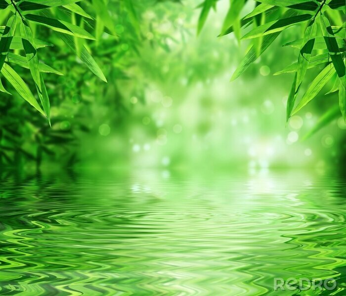 Fototapete Blätter von Bambus am Wasser