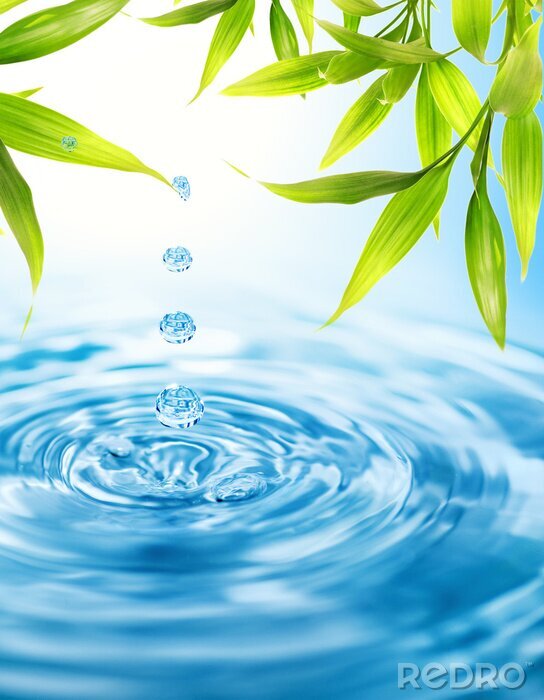 Fototapete Blätter von Bambus und blaues Wasser