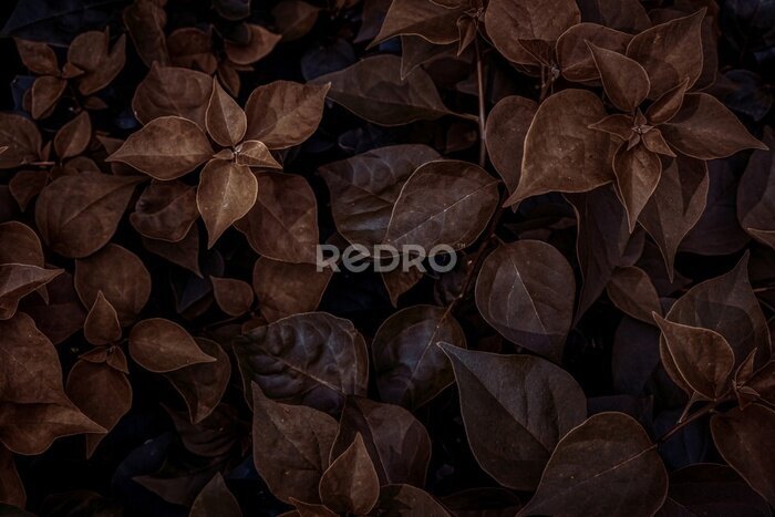 Fototapete Blätter von Pflanzen in Herbstfarben
