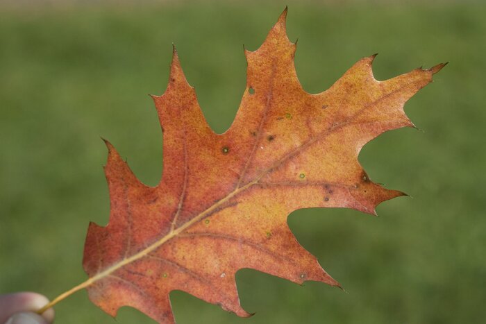 Fototapete Blatt der Roteiche, Quercus rubra