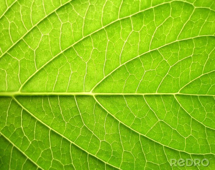 Fototapete Blatt Makro-Foto