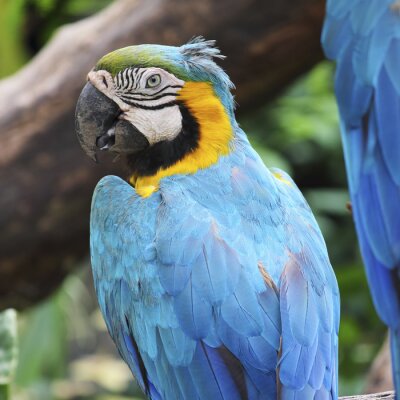 Fototapete Blau gefiederter Vogel