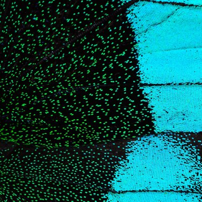 Fototapete Blau-grüne Schmetterlingsflügelstruktur