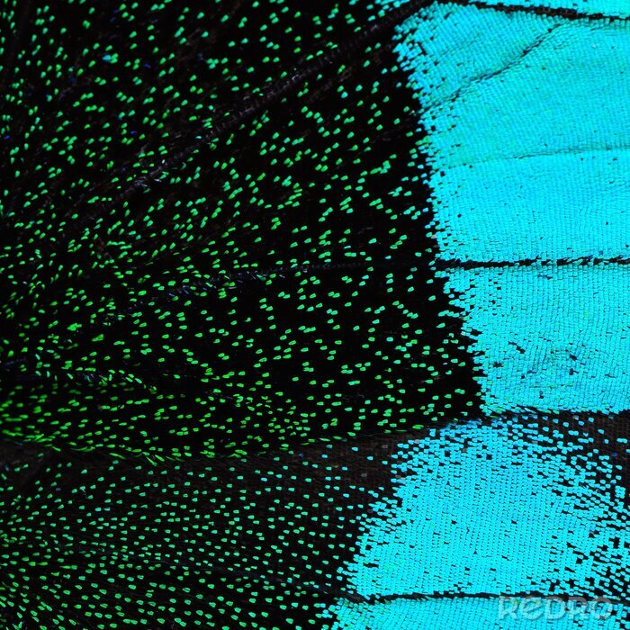Fototapete Blau-grüne Schmetterlingsflügelstruktur