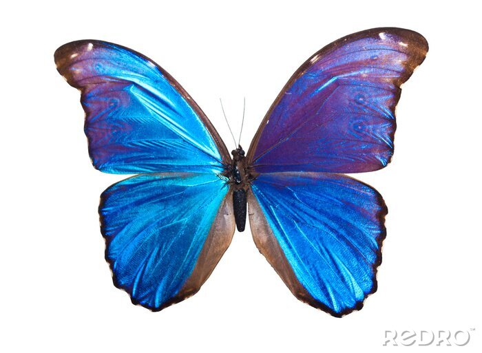 Fototapete Blau-violetter Schmetterling auf weißem Hintergrund