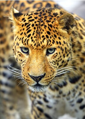 Fototapete Blauäugiger Leopard im Zoo