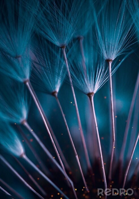 Fototapete Blaue Abstraktion Pusteblume