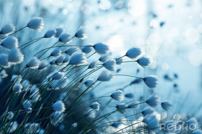 Fototapete Blaue Baumwollpflanze