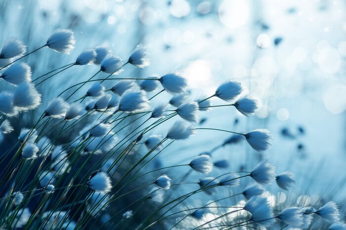 Fototapete Blaue Baumwollpflanze