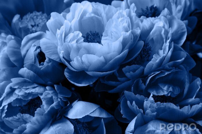 Fototapete Blaue Blütenblätter von Pfingstrosen