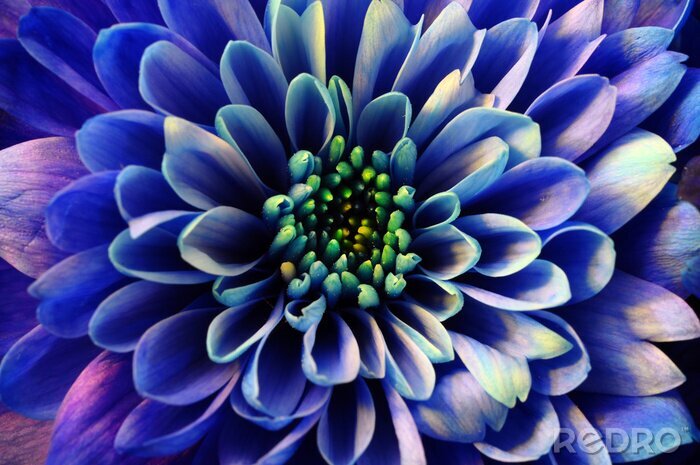 Fototapete Blaue Blume Nahaufnahme
