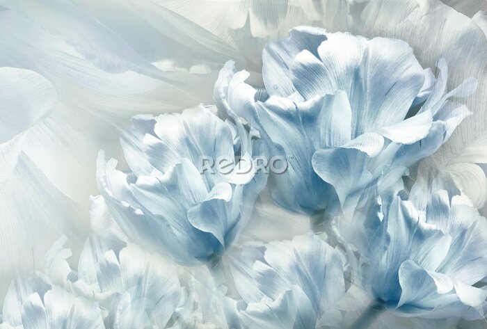 Fototapete Blaue Blumen von Frühlingstulpen