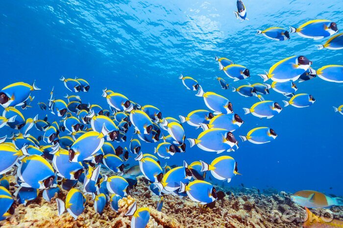 Fototapete Blaue exotische Fische