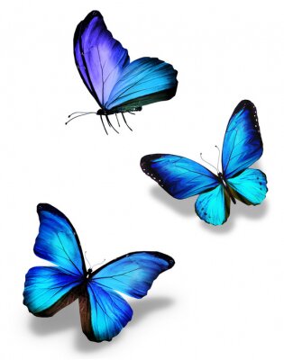 Fototapete Blaue fliegende Schmetterlinge