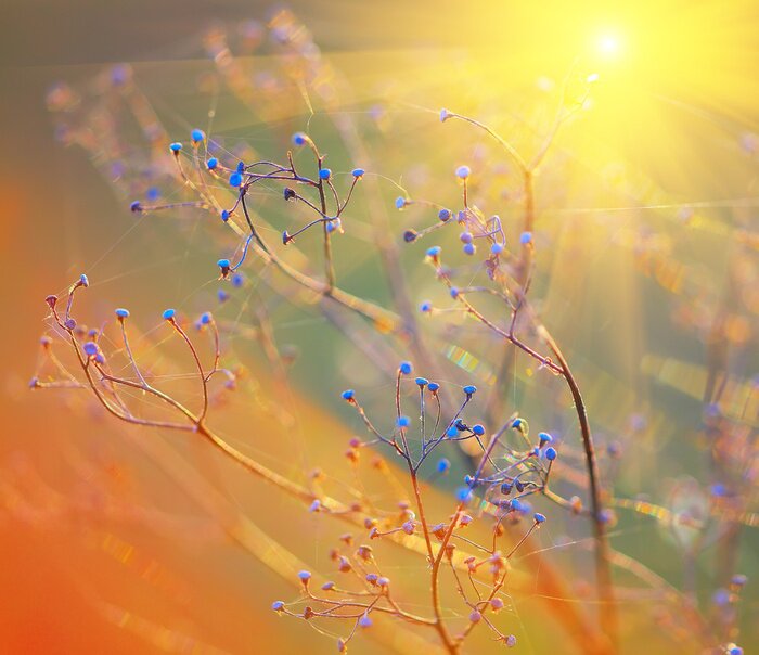 Fototapete Blaue getrocknete Pflanzen