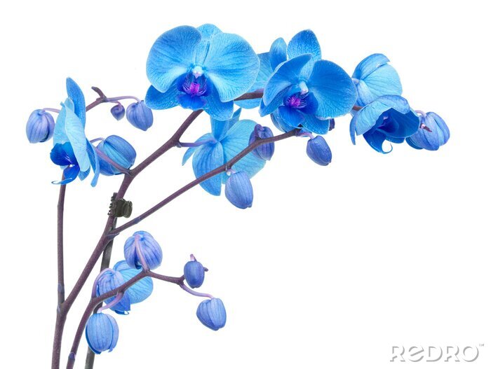 Fototapete Blaue Orchidee
