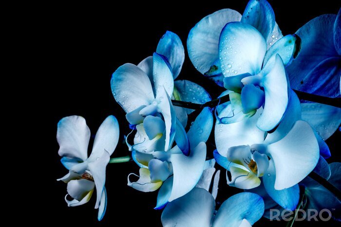 Fototapete Blaue Orchideen auf schwarzem Hintergrund