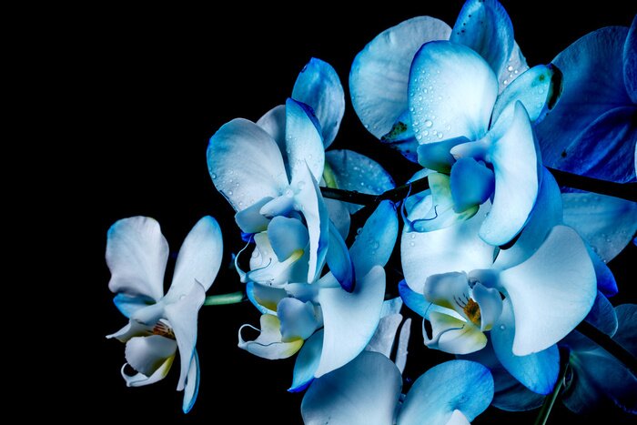 Fototapete Blaue Orchideen auf schwarzem Hintergrund