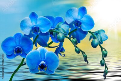 Fototapete Blaue Orchideen über einem ruhigen Meer