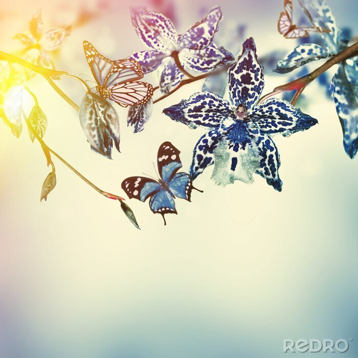 Fototapete Blaue Orchideen und Schmetterlinge vor dem Hintergrund des Himmels