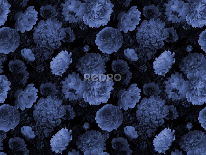 Fototapete Blaue Pfingstrosenblumen auf schwarzem Hintergrund