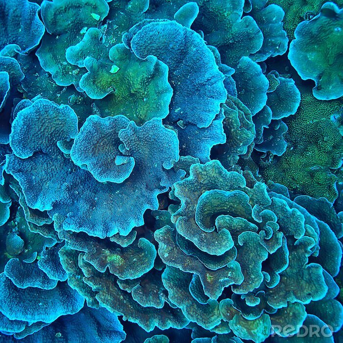 Fototapete Blaue Pflanzen des Korallenriffs