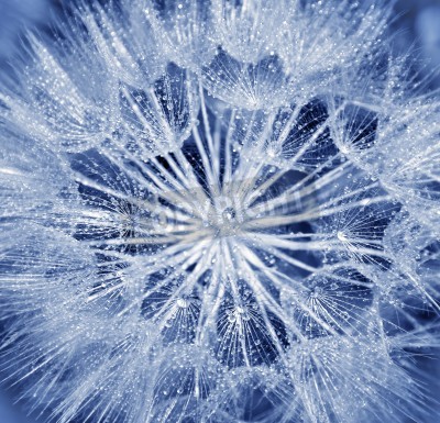 Fototapete Blaue Pusteblumensamen