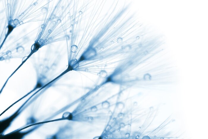 Fototapete Blaue Pusteblumensamen mit Tropfen