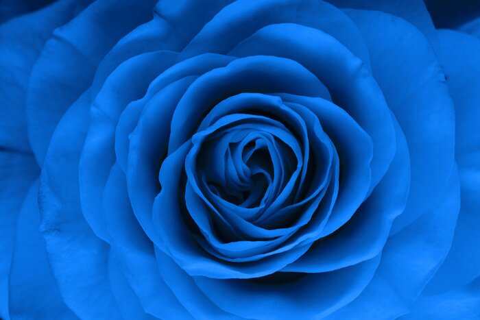 Fototapete Blaue Rose in Makro-Version