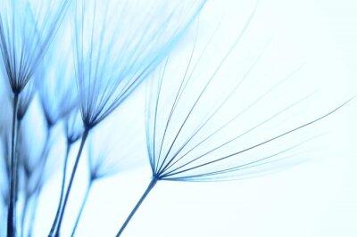 Blaue Samen der Pusteblume