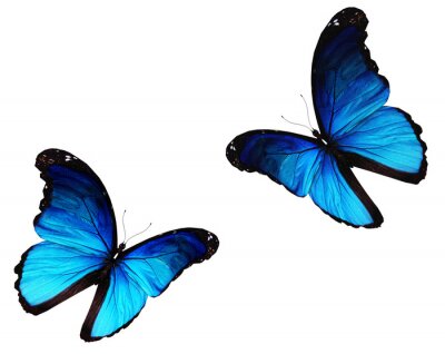 Fototapete Blaue Schmetterlinge in Bewegung