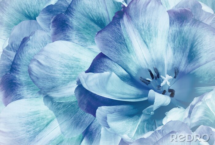 Fototapete Blaue Tulpen
