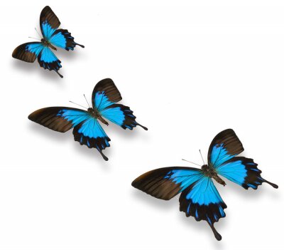 Fototapete Blaue und schwarze Schmetterlinge am Boden