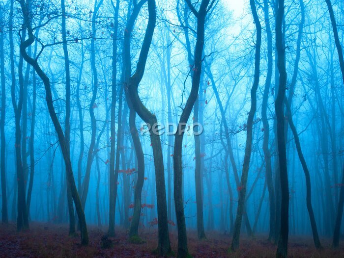 Fototapete Blauer Abend im Wald