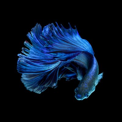 Blauer Fisch mit üppigem Schwanz