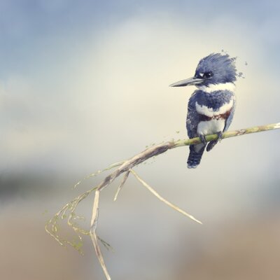 Fototapete Blauer flauschiger Vogel