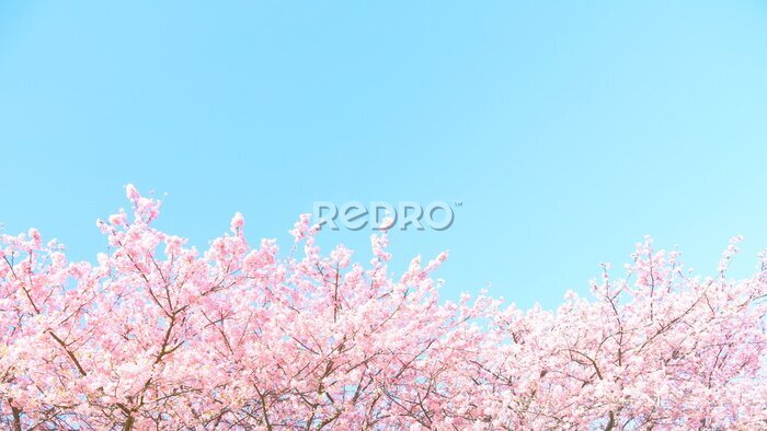 Fototapete Blauer Himmel und blühende Bäume