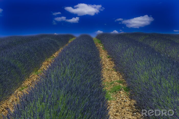 Fototapete Blauer Himmel und Lavendelfeld