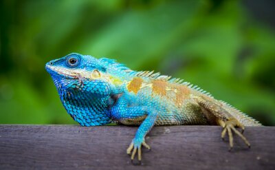 Fototapete Blauer Leguan auf einem Zweig