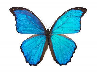 Fototapete Blauer Schmetterling auf hellem Hintergrund
