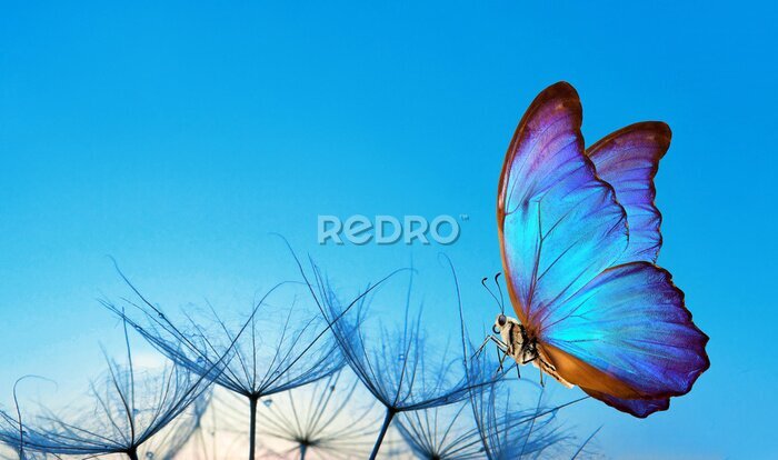 Fototapete Blauer Schmetterling auf Löwenzahnsamen sitzend