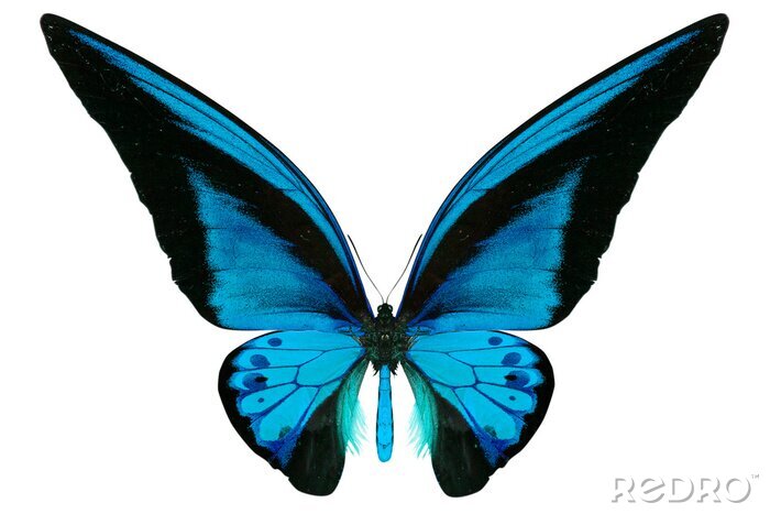 Fototapete Blauer Schmetterling auf weißem Hintergrund
