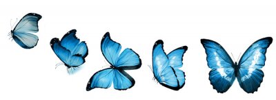 Blauer Schmetterling in verschiedenen Positionen aufgenommen