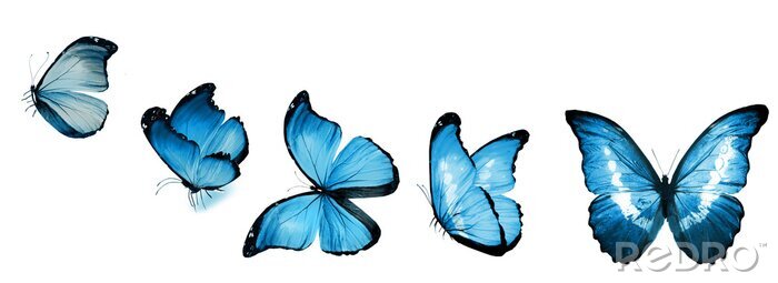 Fototapete Blauer Schmetterling in verschiedenen Positionen aufgenommen