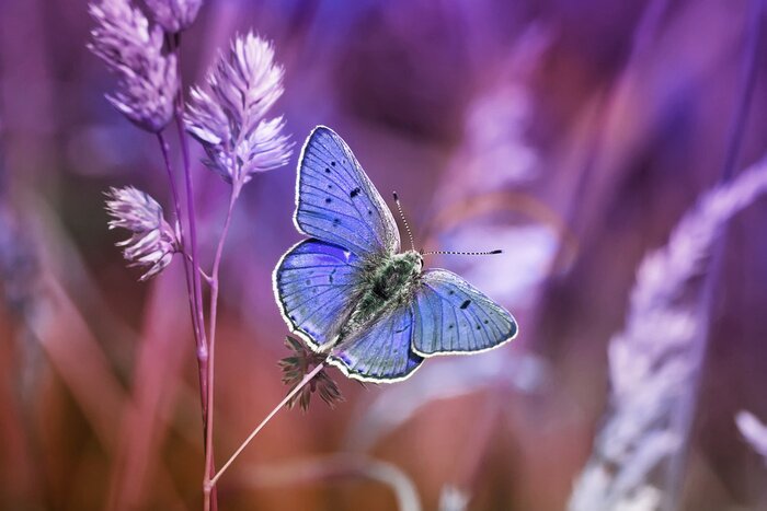 Fototapete Blauer Schmetterling und Natur