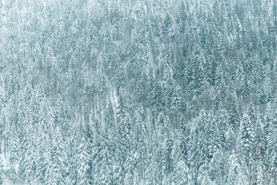 Fototapete Blauer Wald im Schnee