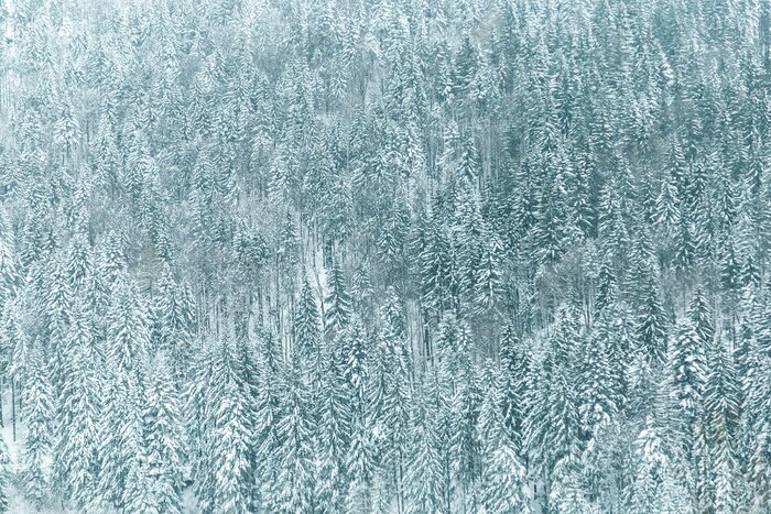 Fototapete Blauer Wald im Schnee