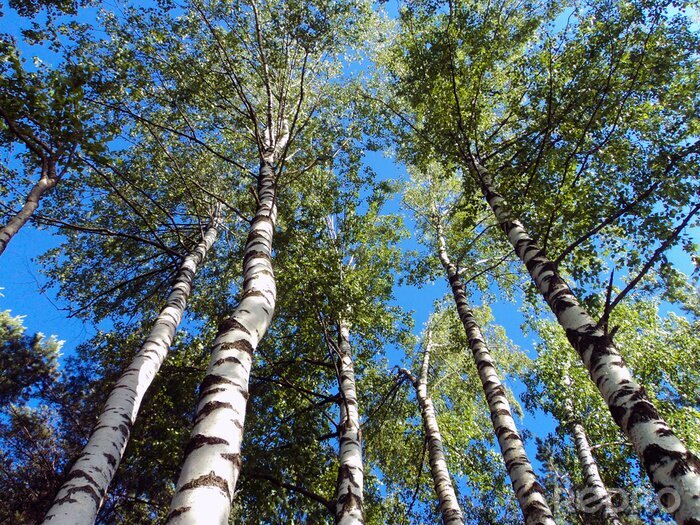 Fototapete Blick auf Birken von unten