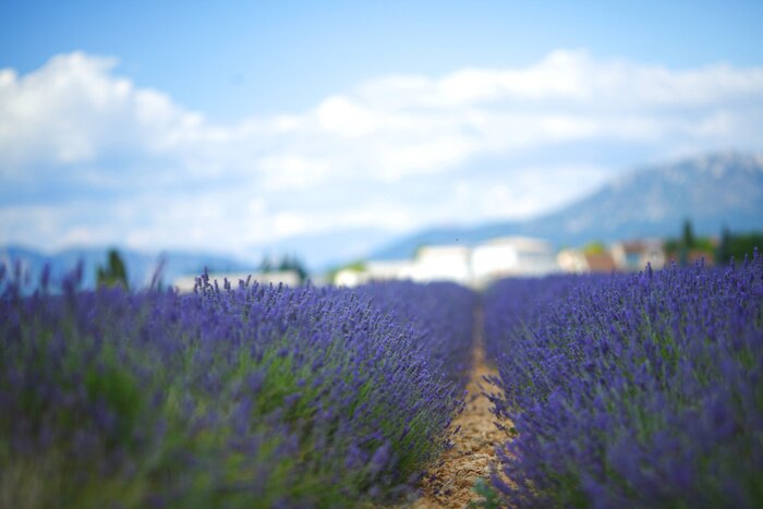 Fototapete Blick auf den blauen Lavendel