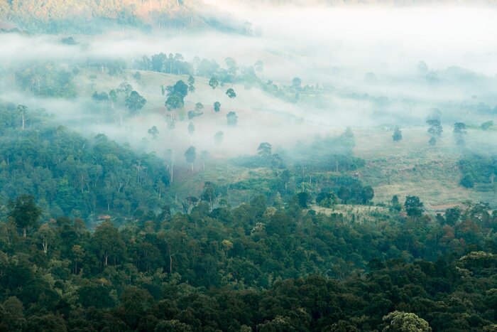 Fototapete Blick auf den wald aus der ferne